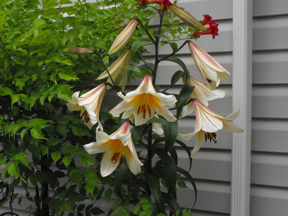 Lilium O.T. 'Miss Peculiar'